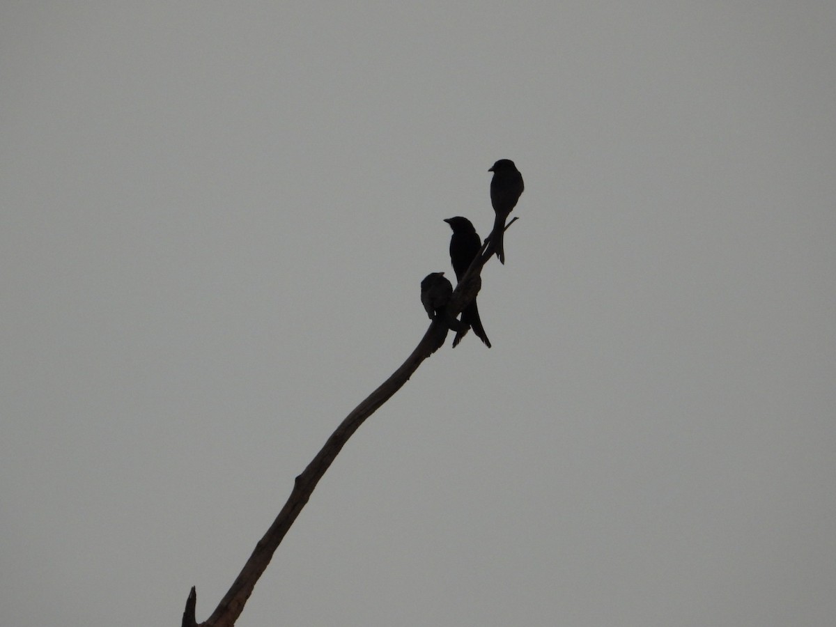 Black Drongo - ML620471038