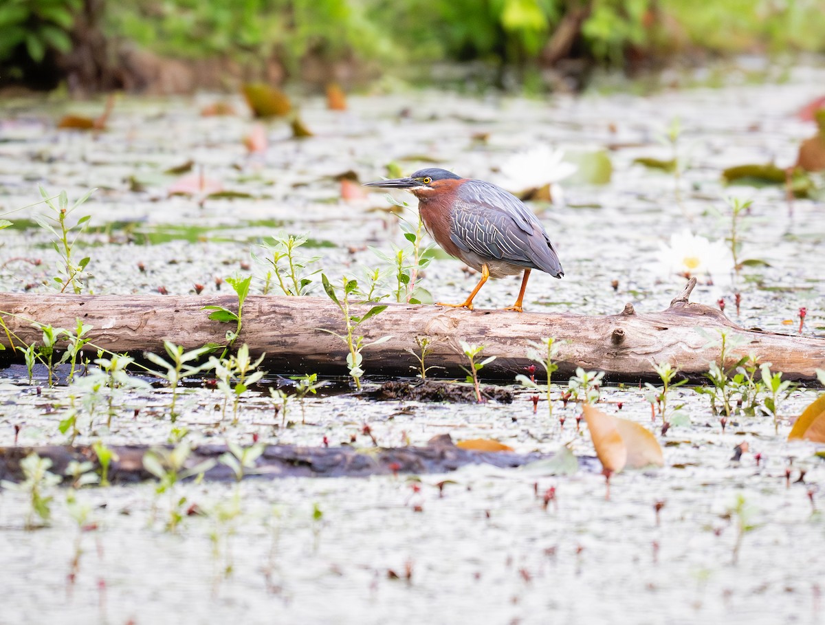 Green Heron - ML620471039