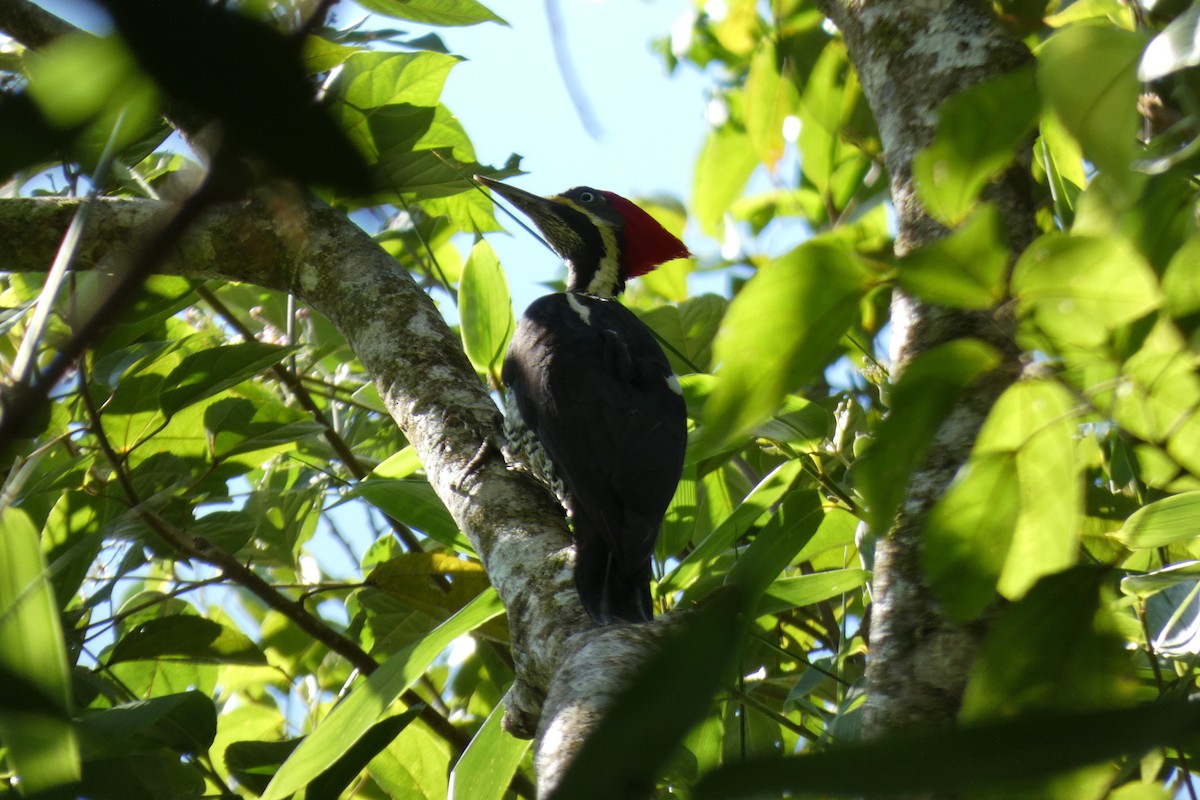 Lineated Woodpecker - ML620471043