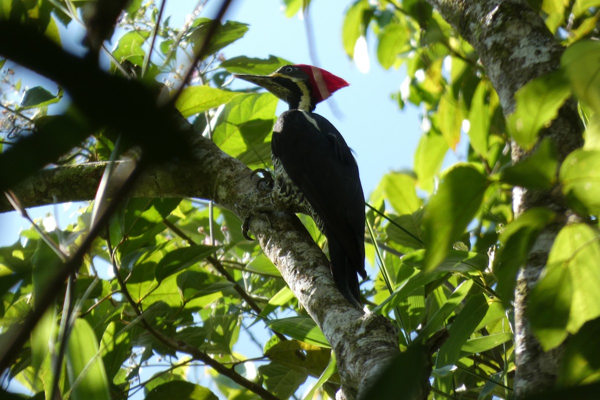 Lineated Woodpecker - ML620471044