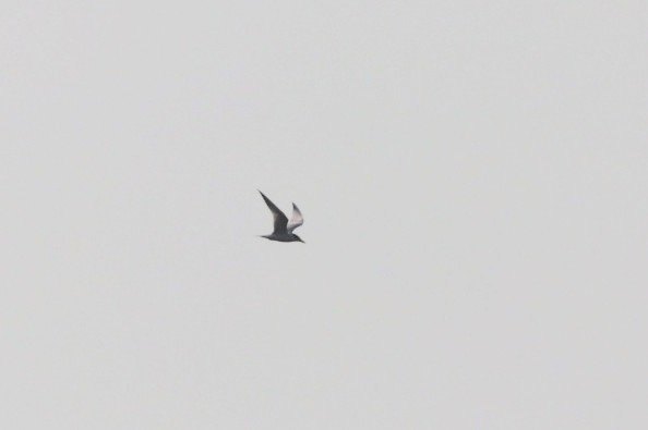 Gull-billed Tern - ML620471046