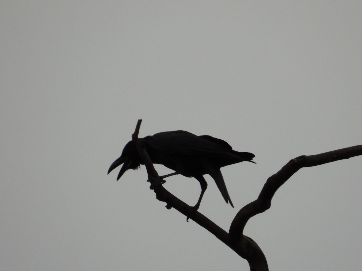 Large-billed Crow - VANDANA MOON