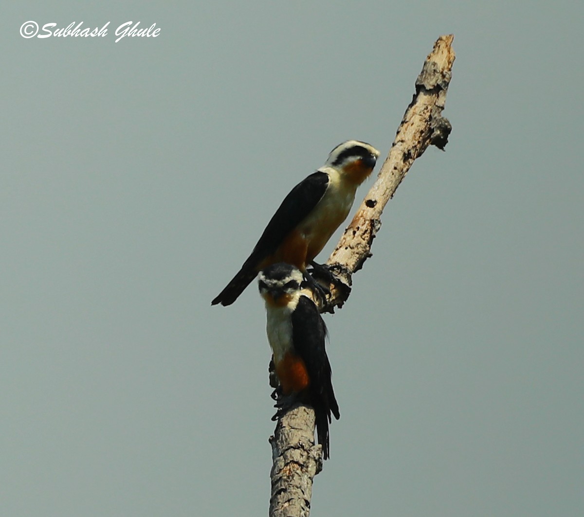 Collared Falconet - ML620471049