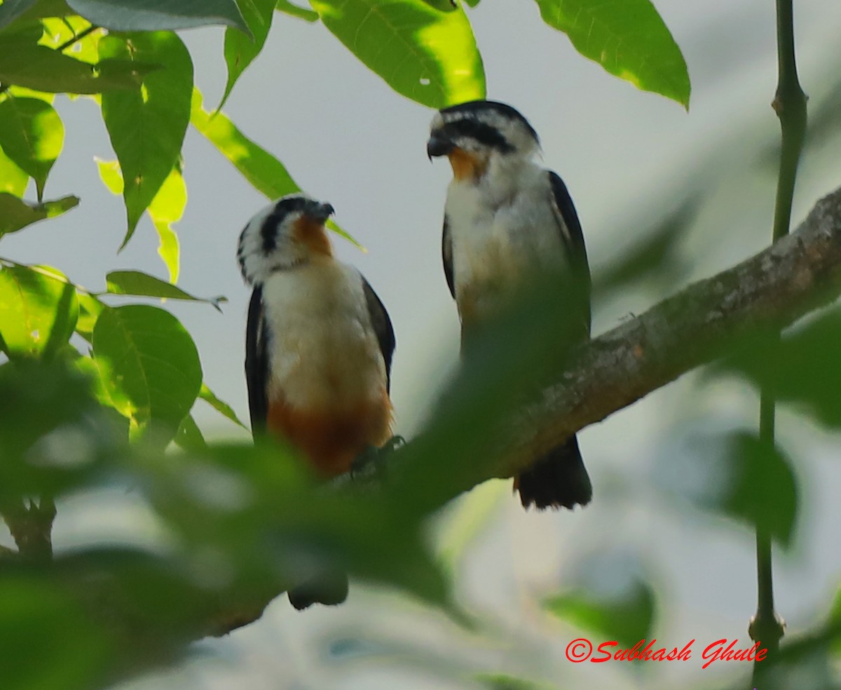 Collared Falconet - ML620471050