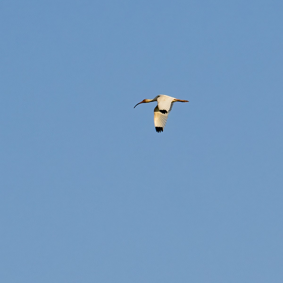 White Ibis - ML620471054