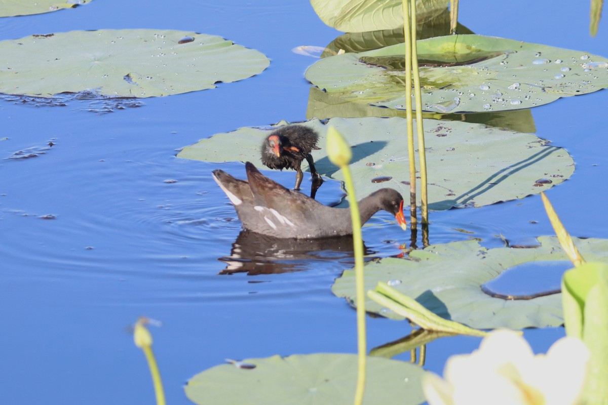 Gallinule d'Amérique - ML620471055