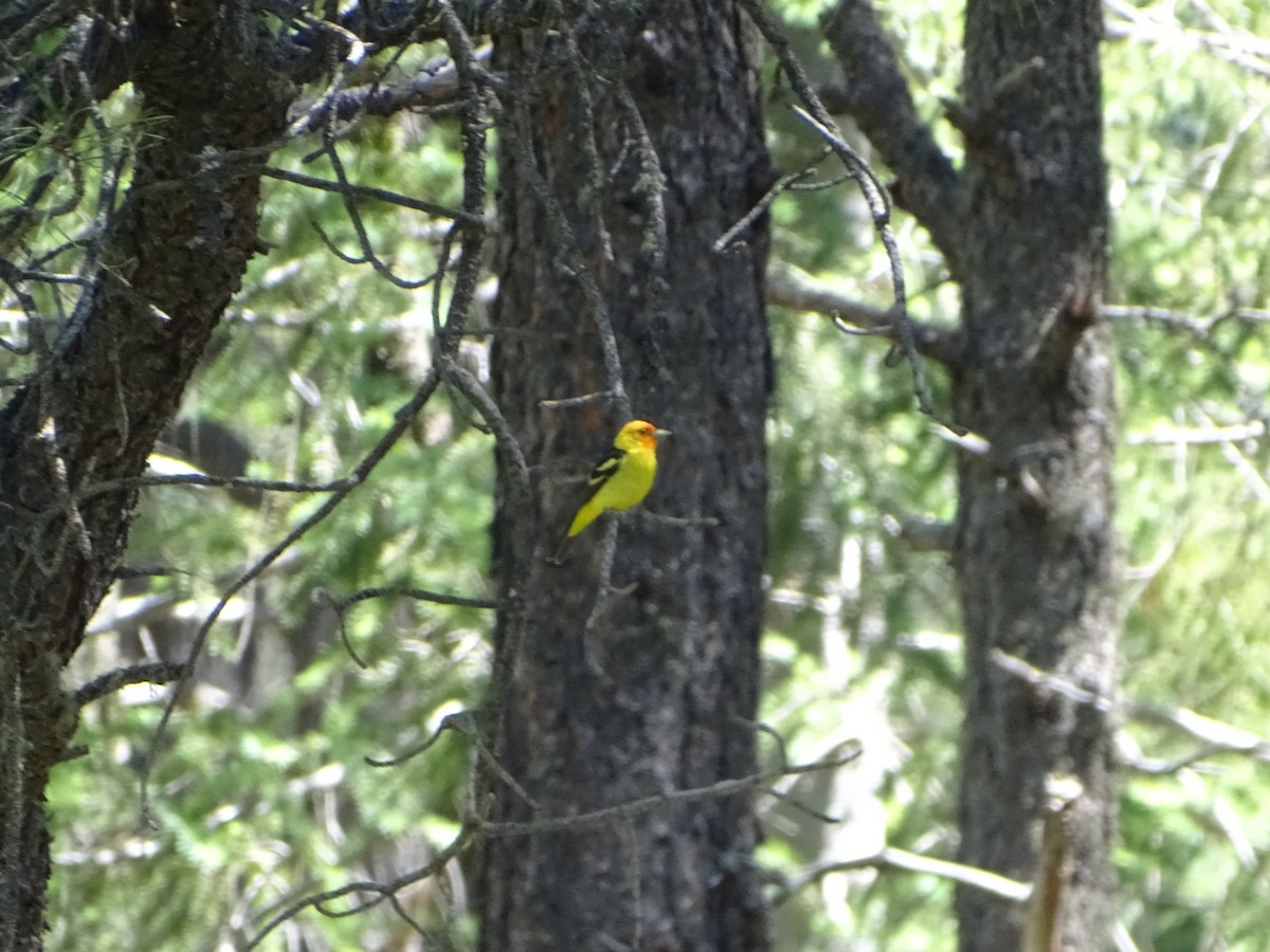 Western Tanager - ML620471057