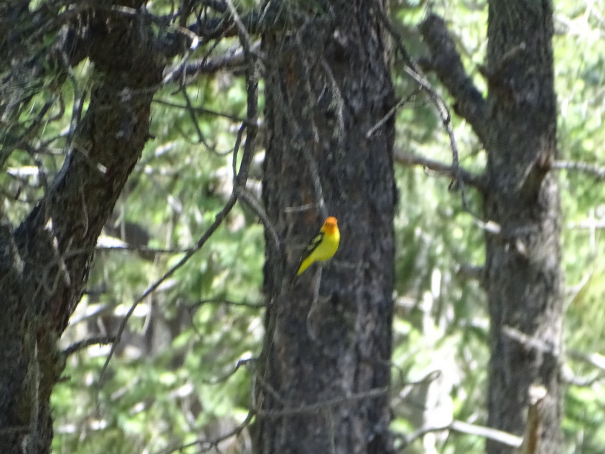 Western Tanager - ML620471058