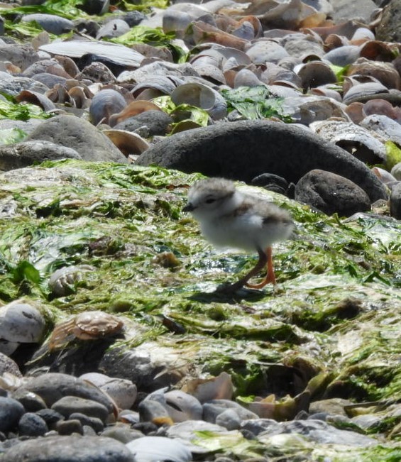 Piping Plover - ML620471063