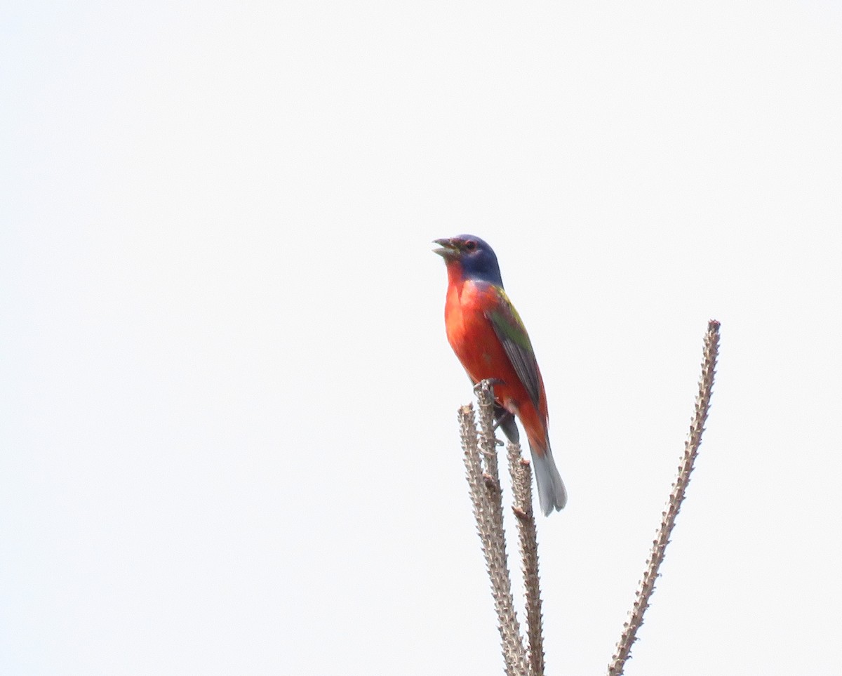 Painted Bunting - ML620471064