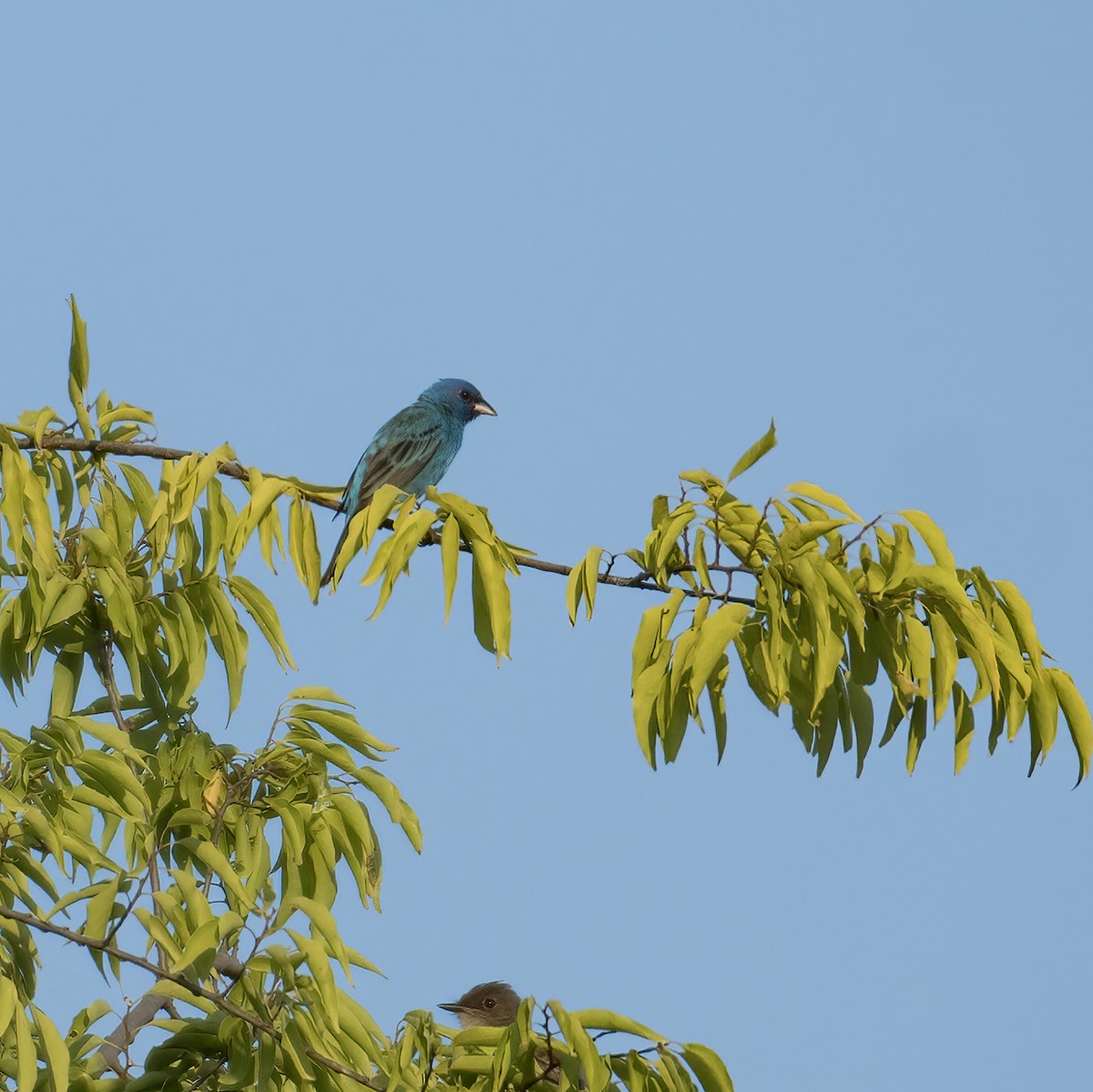 Passerin indigo - ML620471066