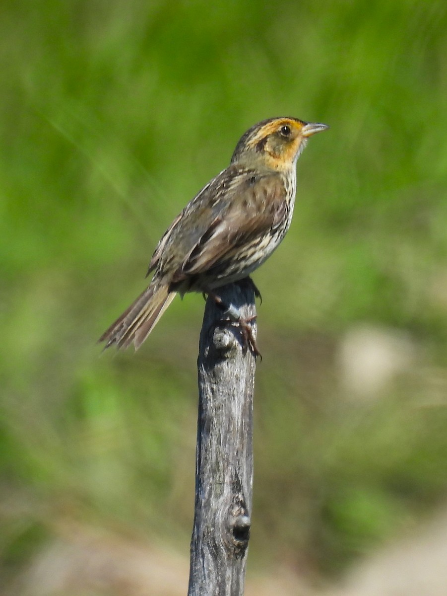 Saltmarsh Sparrow - ML620471067