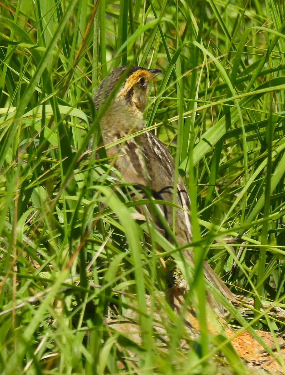 Saltmarsh Sparrow - ML620471068