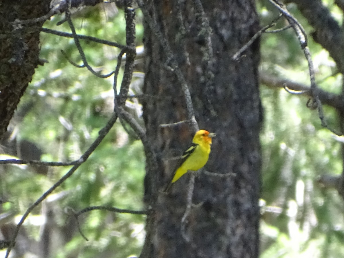 Western Tanager - ML620471071