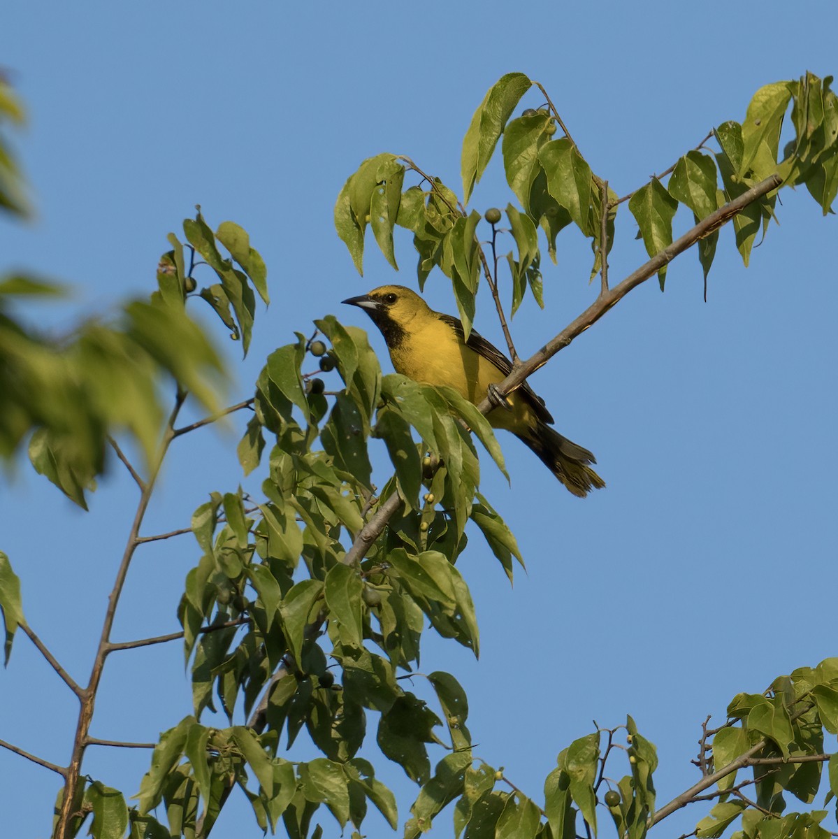 Orchard Oriole - ML620471074
