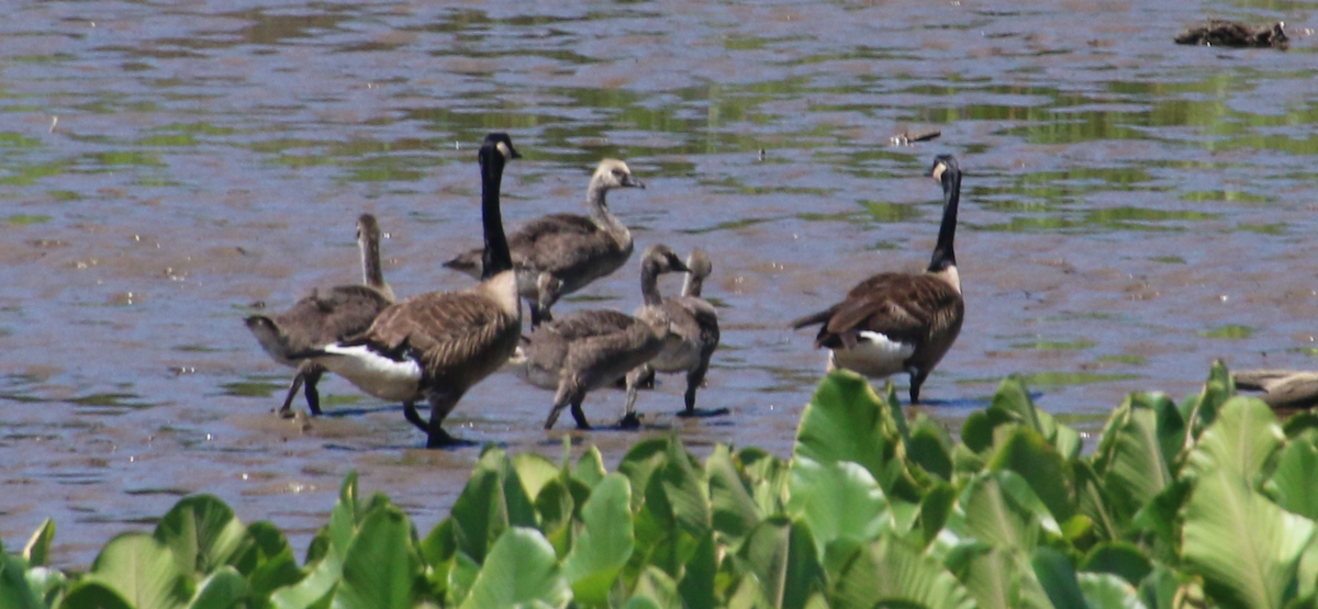 Canada Goose - ML620471075