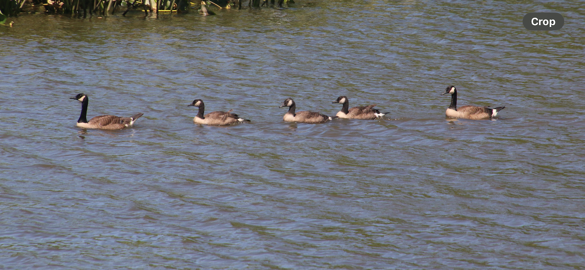 Canada Goose - ML620471076