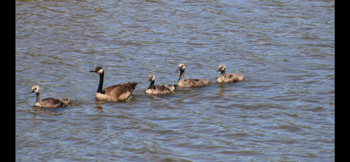 Canada Goose - ML620471077