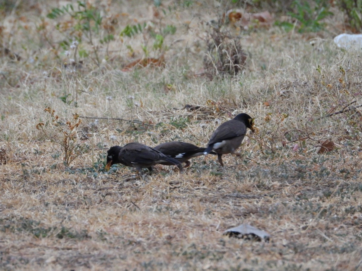 Common Myna - ML620471078