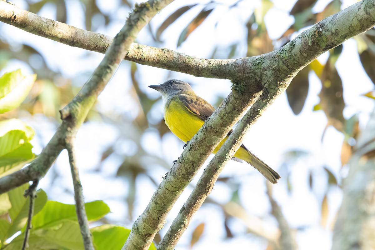 Sulphury Flycatcher - ML620471080