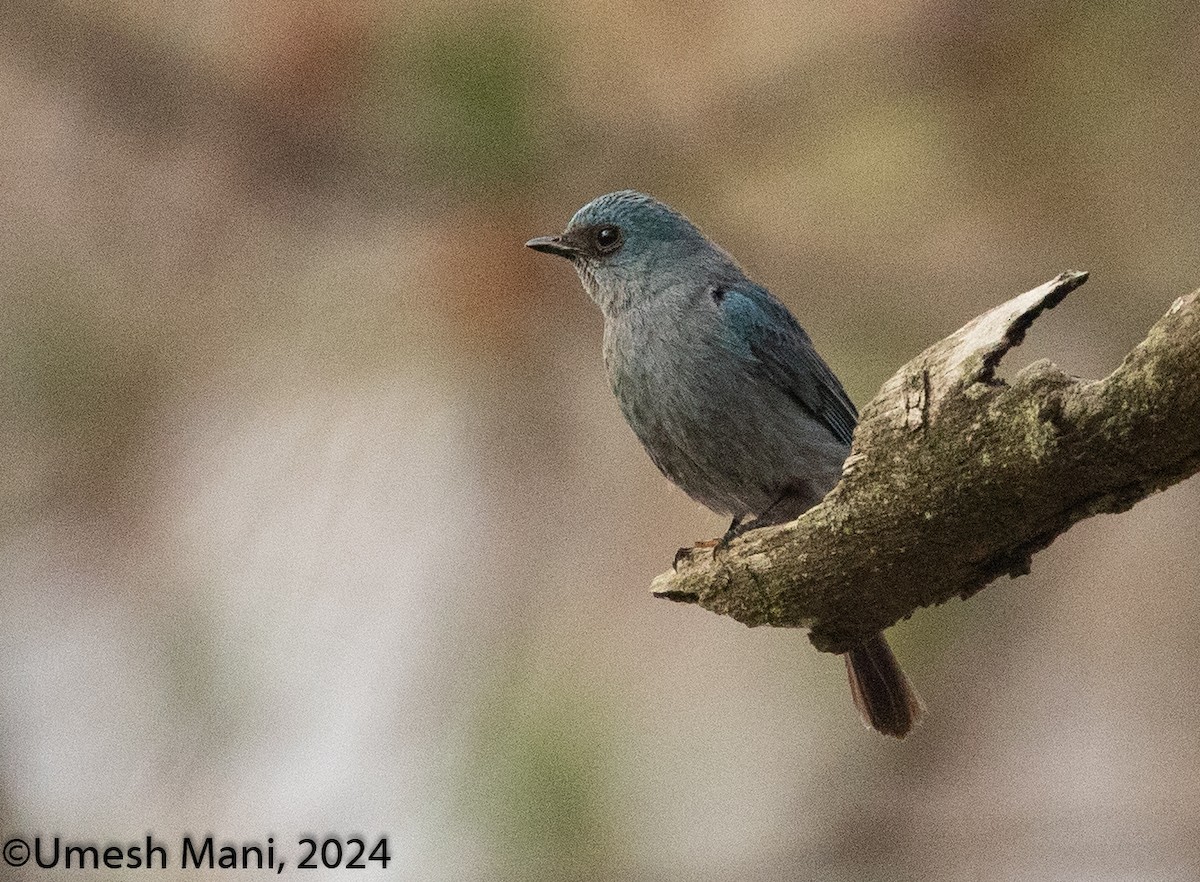 Verditer Flycatcher - ML620471082