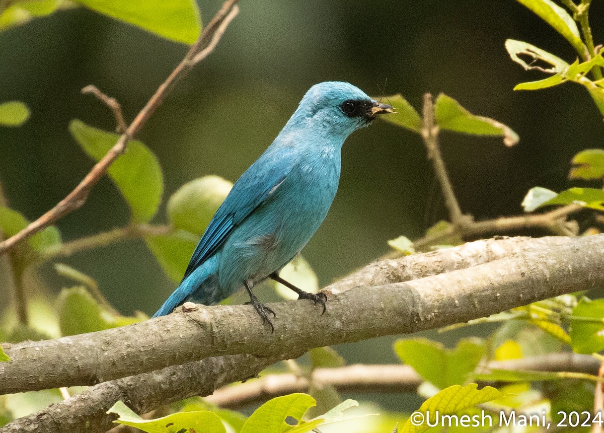 Verditer Flycatcher - ML620471084