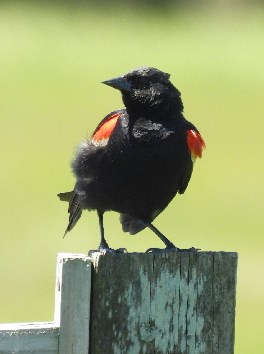 Red-winged Blackbird - ML620471087