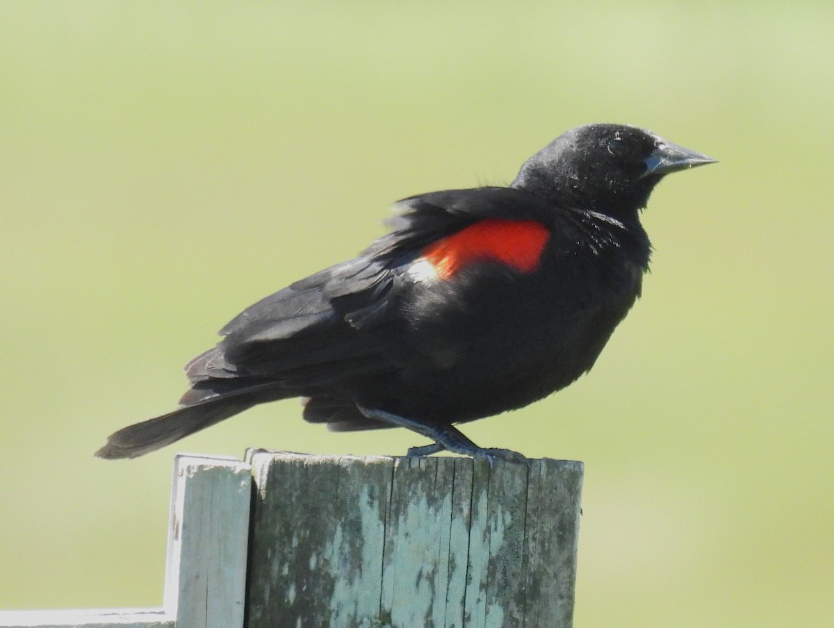 Red-winged Blackbird - ML620471089
