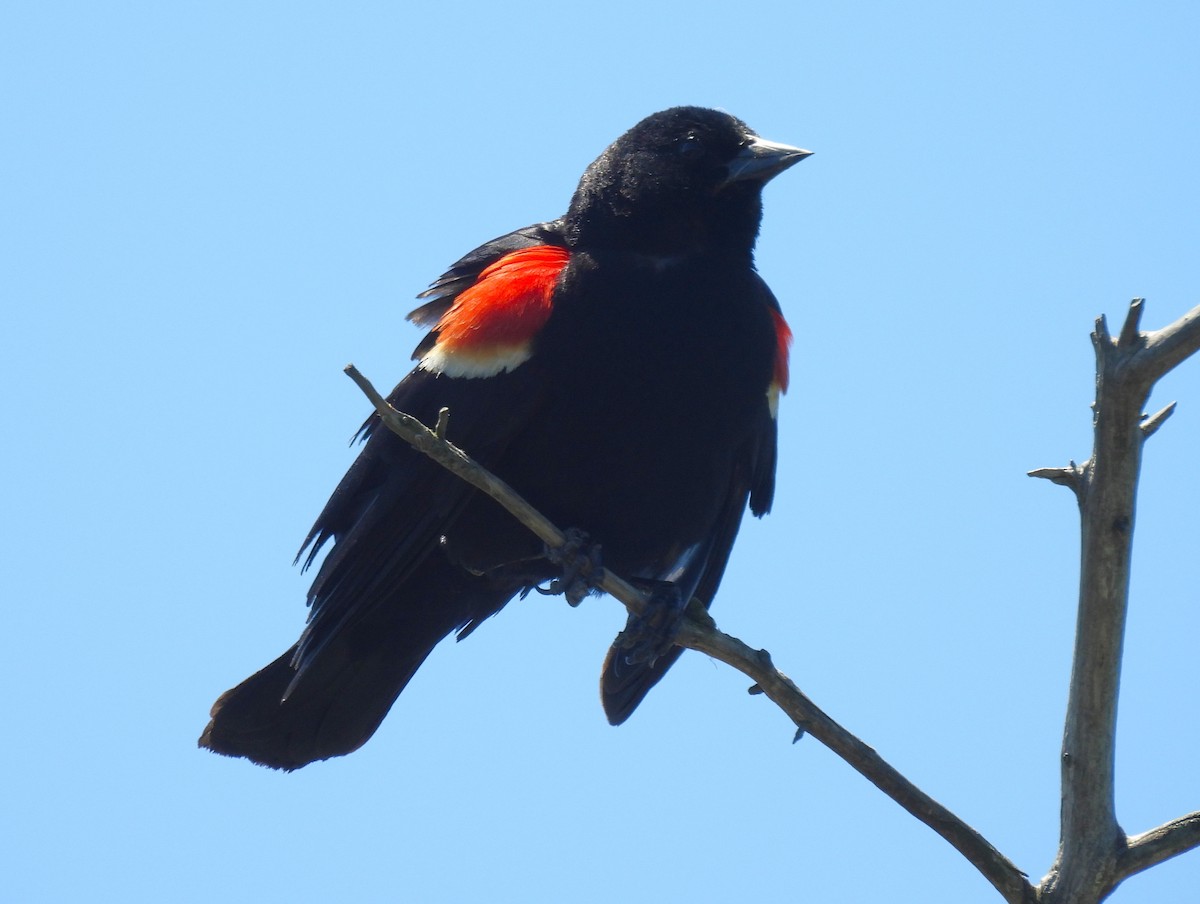 Red-winged Blackbird - ML620471090