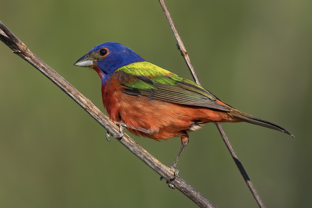 Painted Bunting - ML620471091