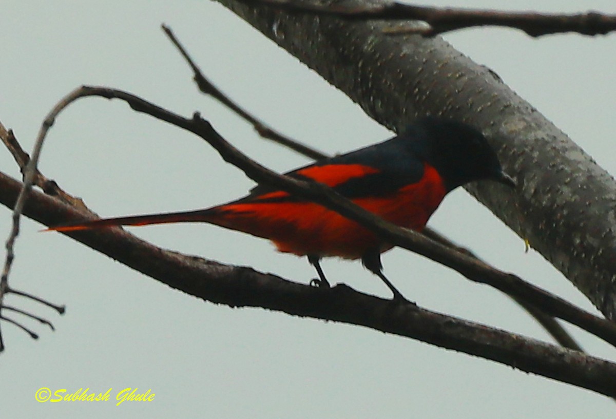 Scarlet Minivet - ML620471094