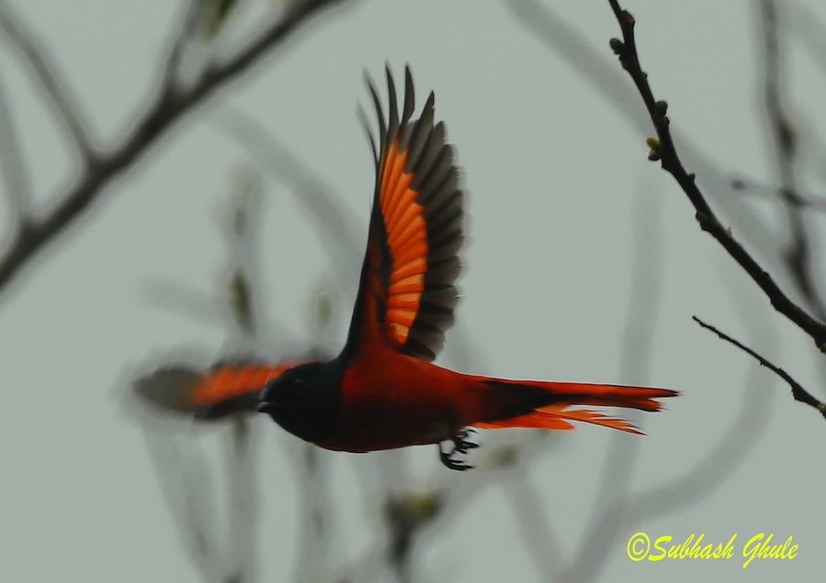 赤紅山椒鳥 - ML620471100