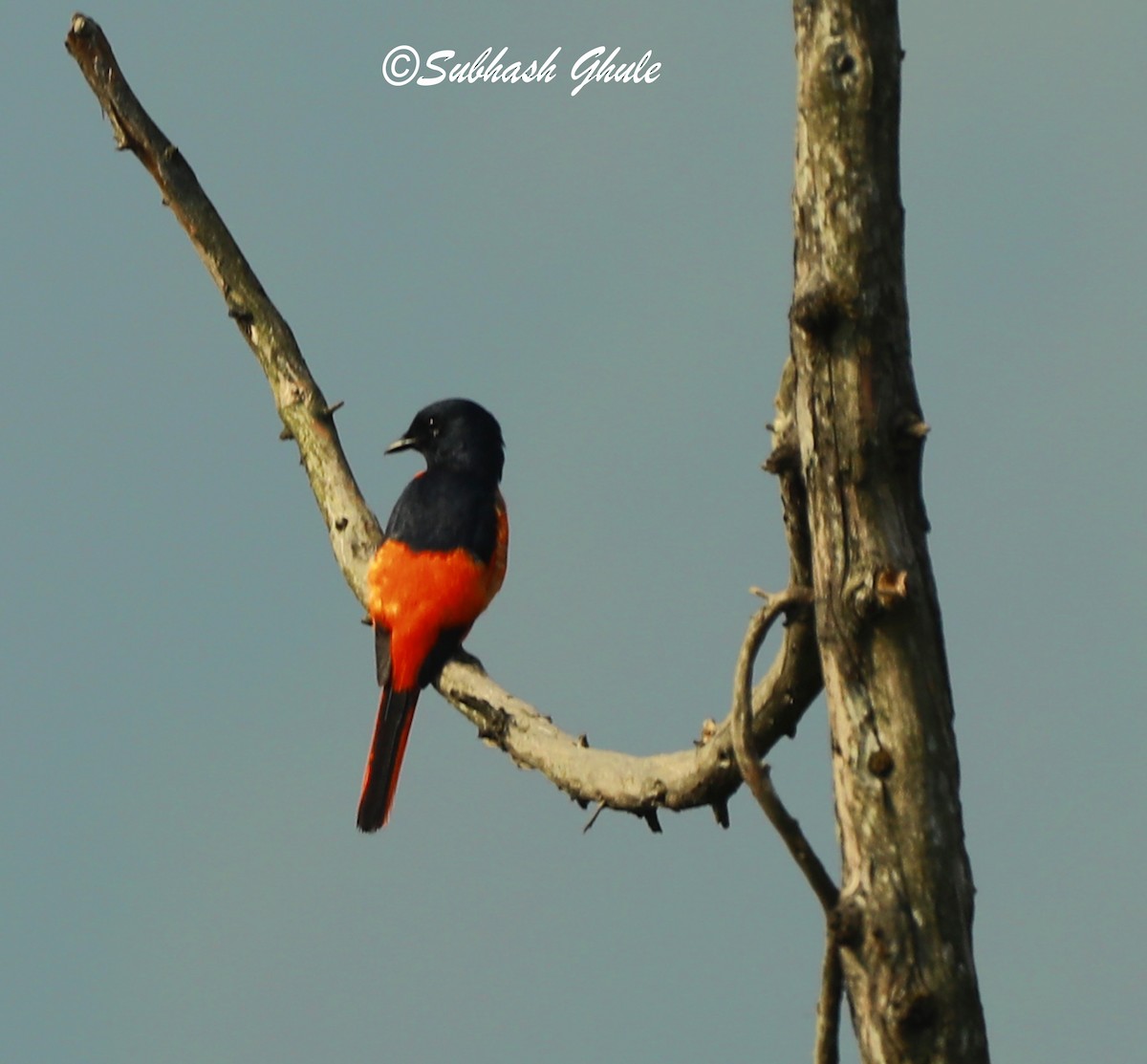 Scarlet Minivet - ML620471101