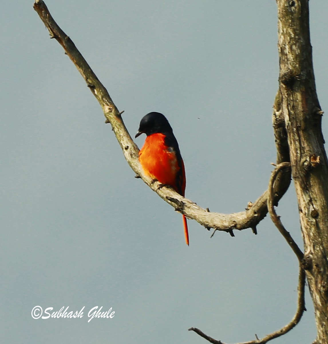 Scarlet Minivet - ML620471103