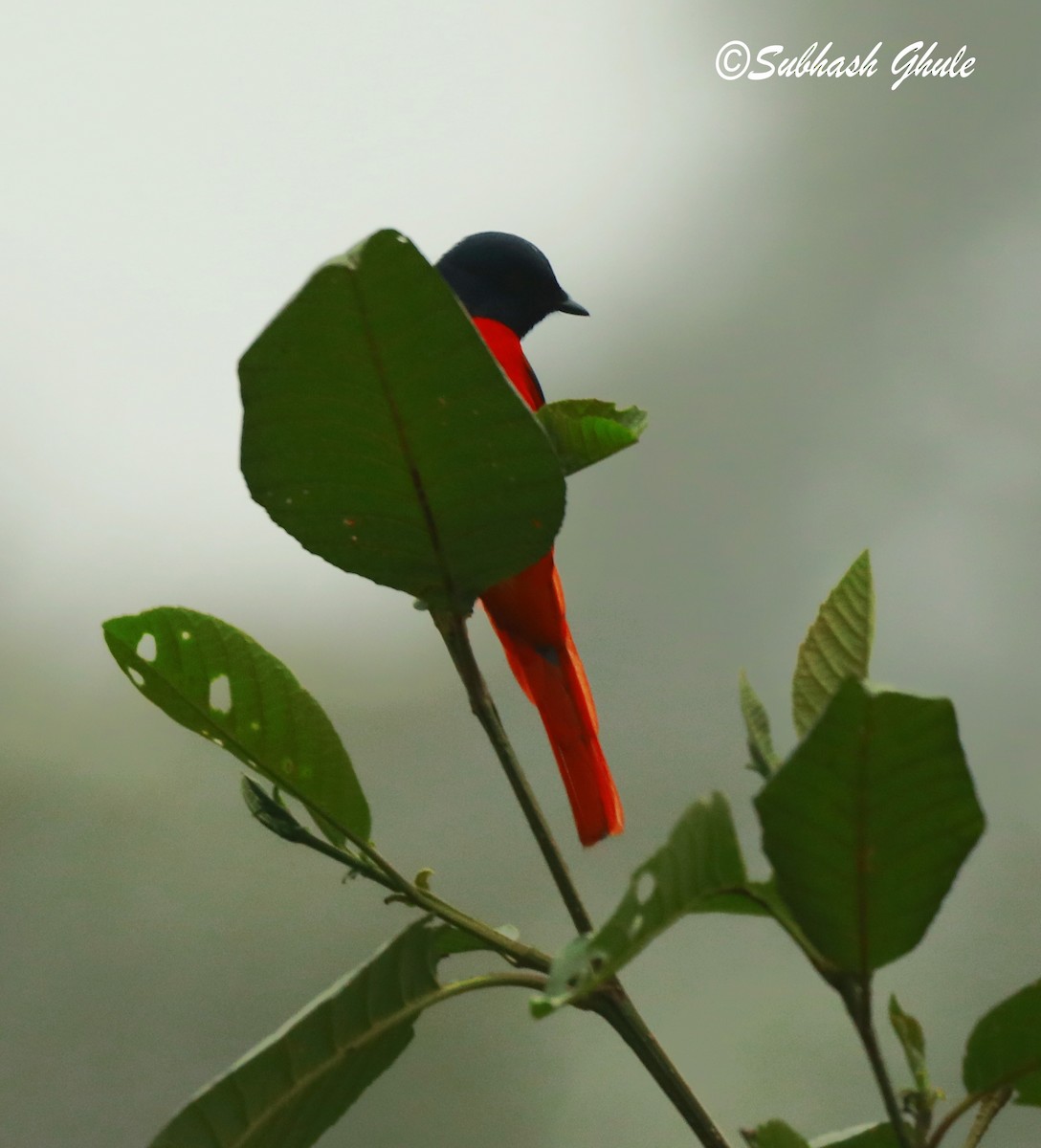 赤紅山椒鳥 - ML620471104