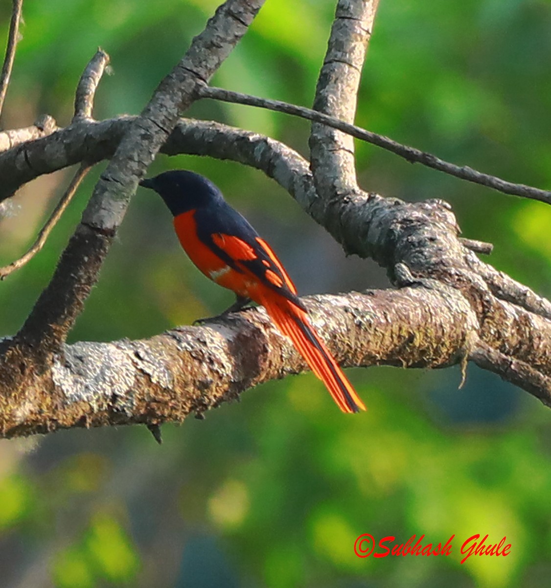 赤紅山椒鳥 - ML620471105