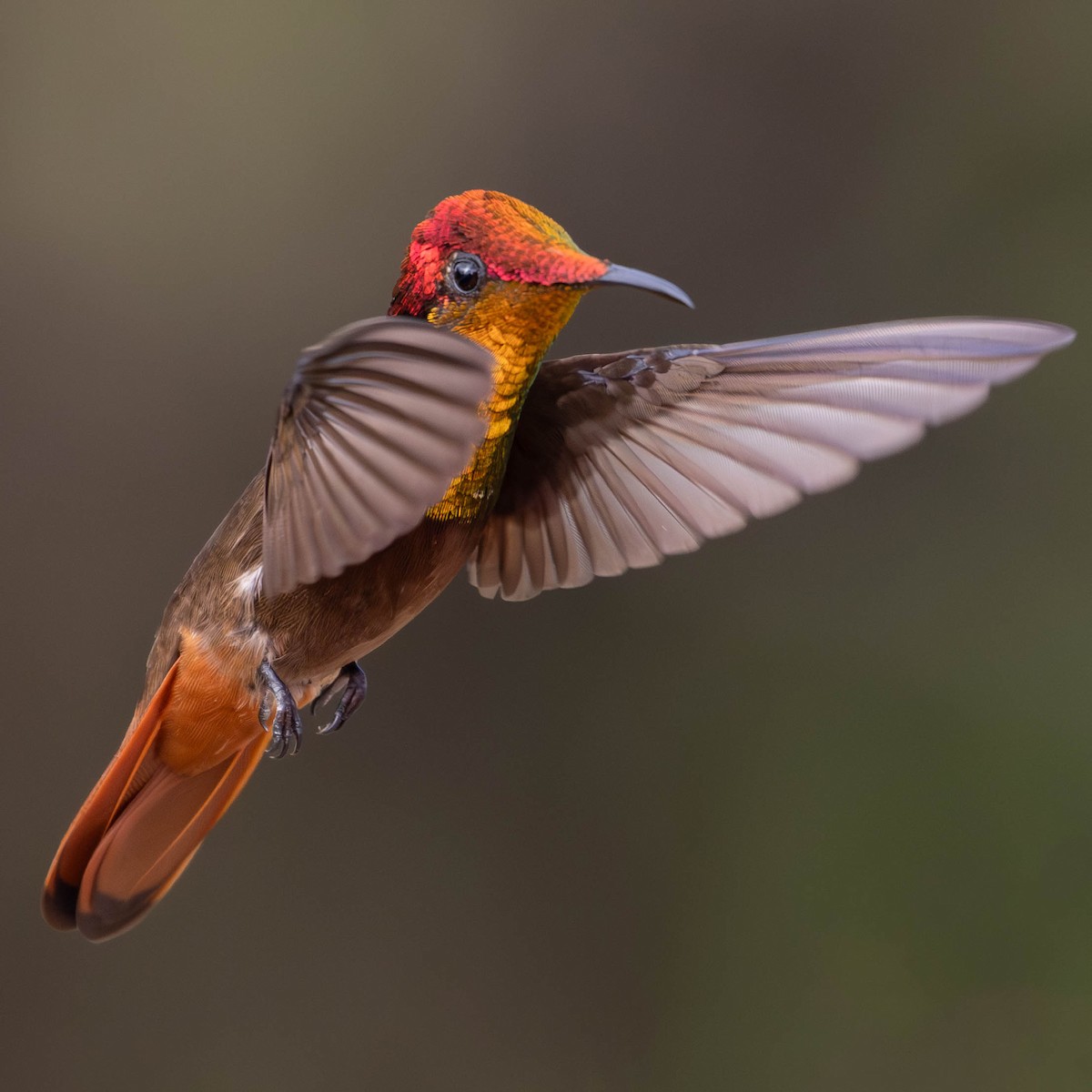 Ruby-topaz Hummingbird - ML620471106