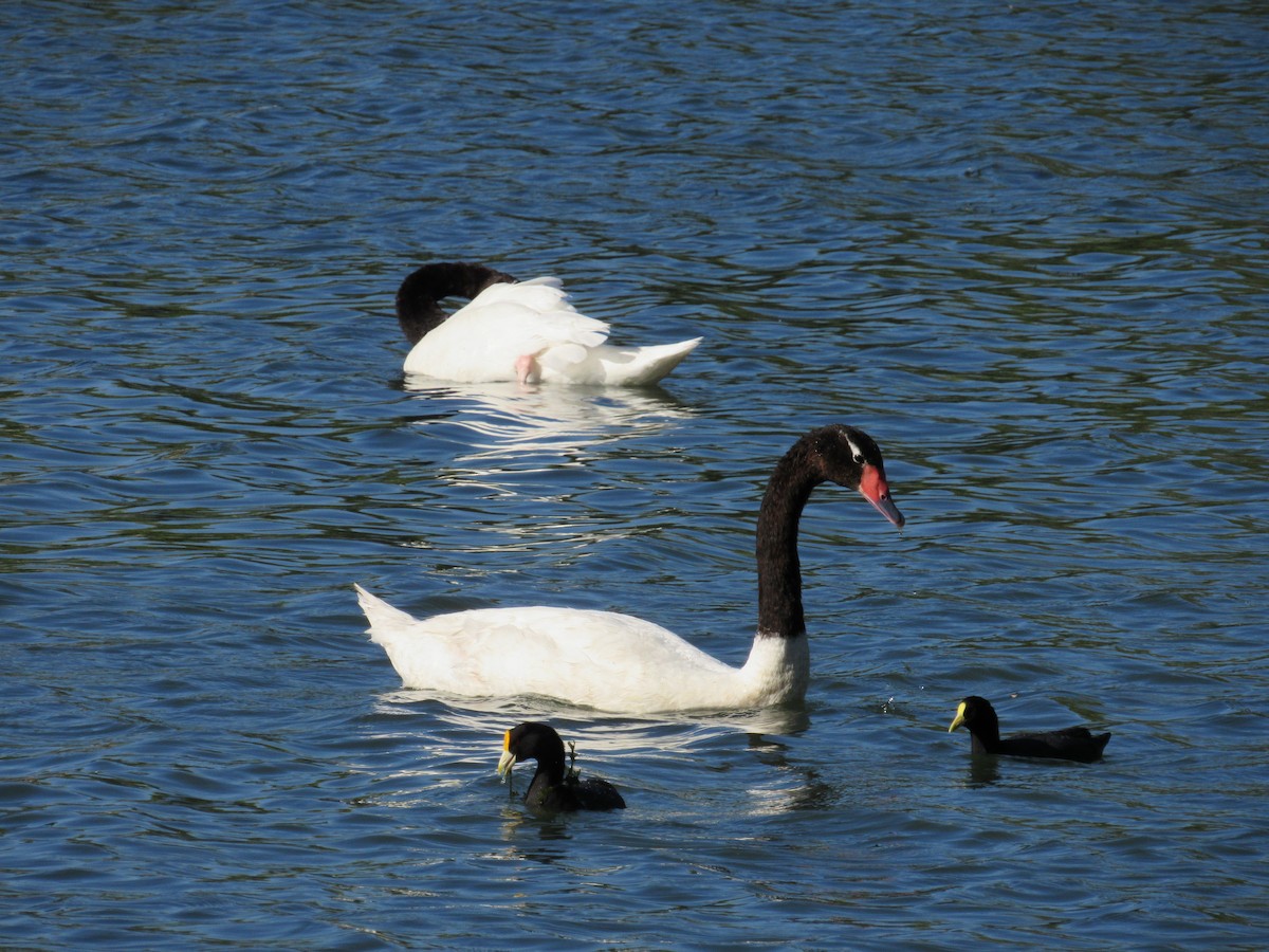Black-necked Swan - ML620471107