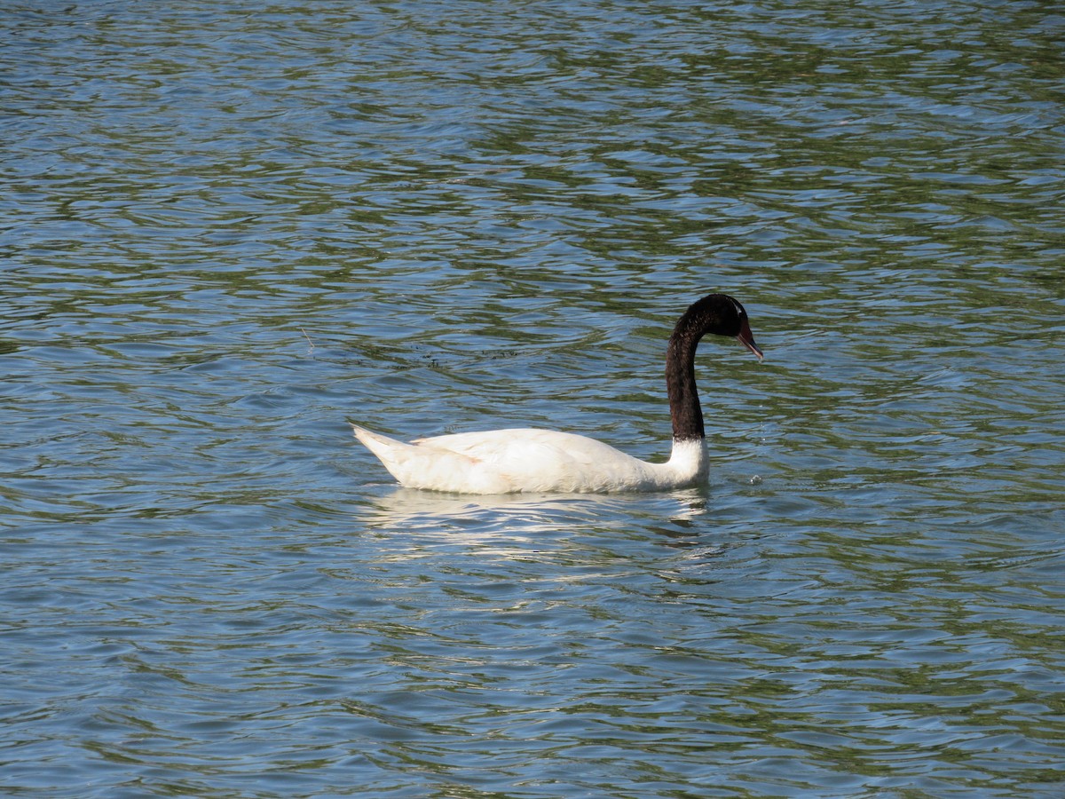 Black-necked Swan - ML620471108
