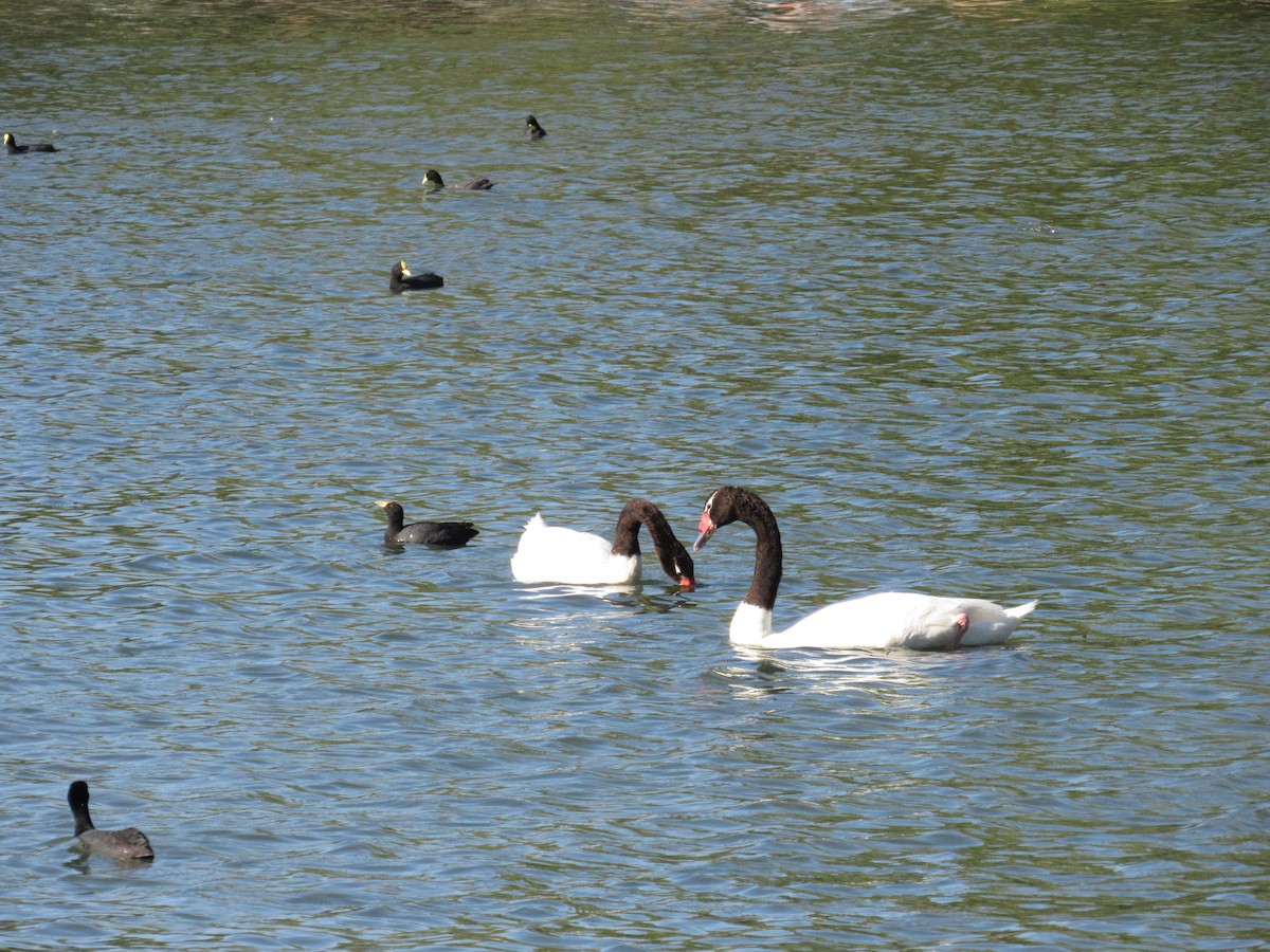 Black-necked Swan - ML620471110