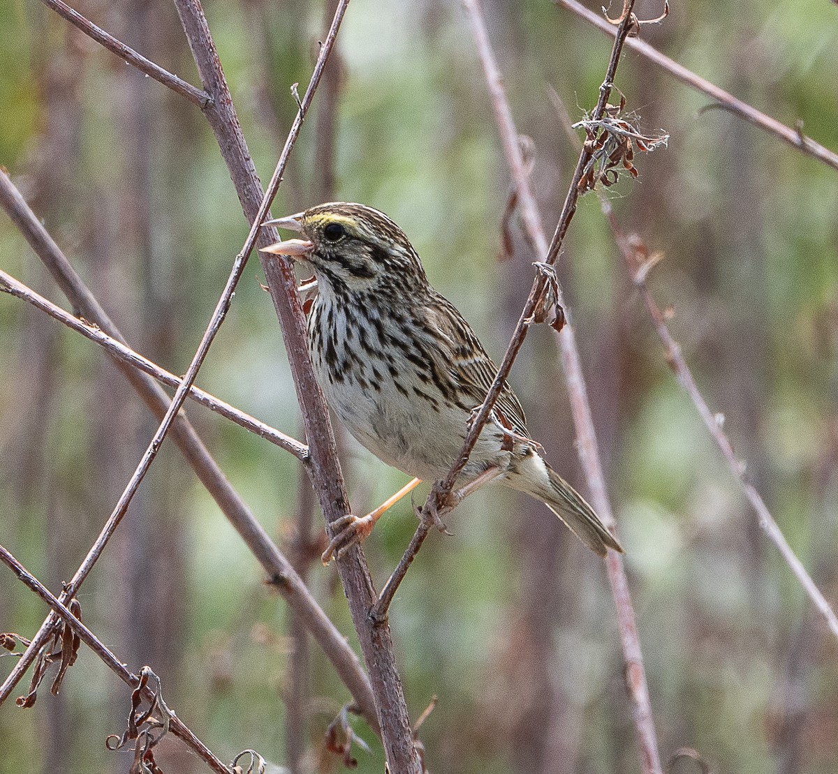 Savannah Sparrow - ML620471111