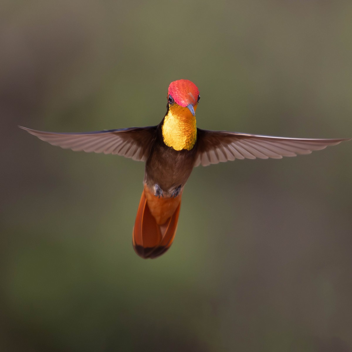 kolibřík červenohlavý - ML620471112