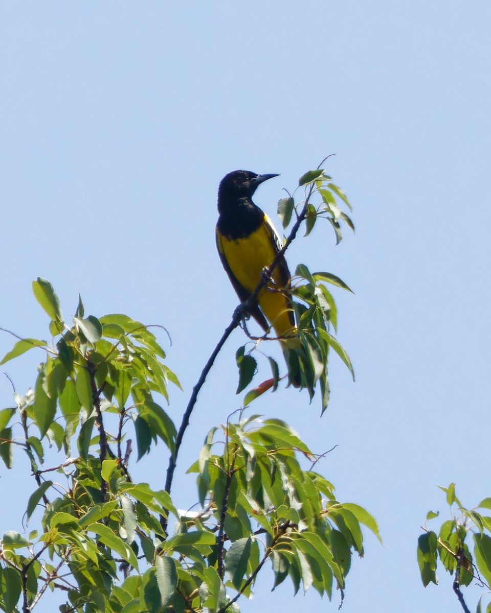 Scott's Oriole - ML620471114