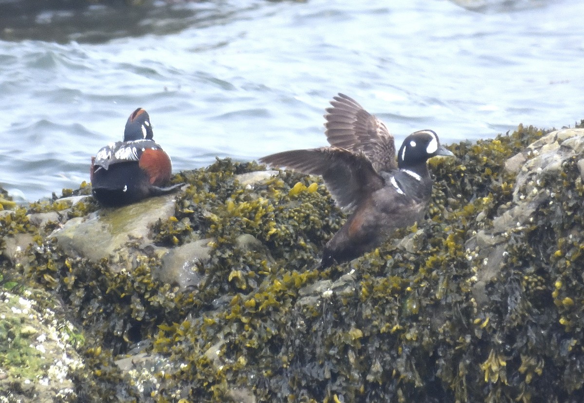 Harlequin Duck - ML620471122