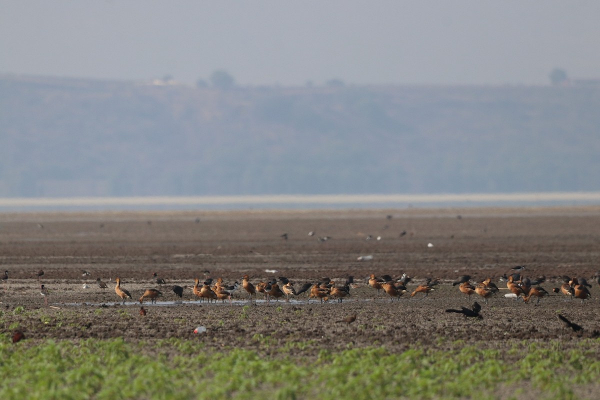 Fulvous Whistling-Duck - ML620471125