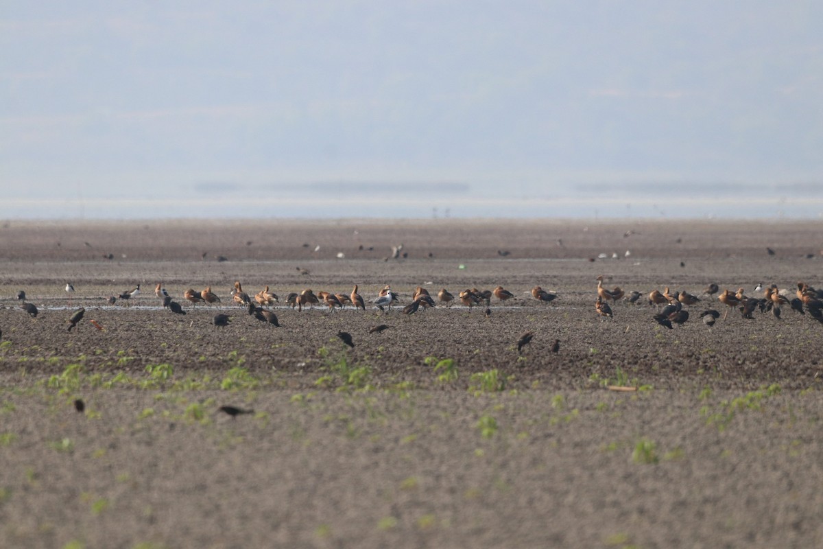 Fulvous Whistling-Duck - ML620471126