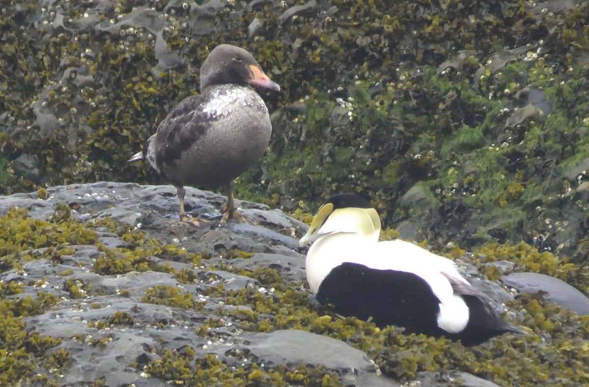 Common Eider - ML620471127