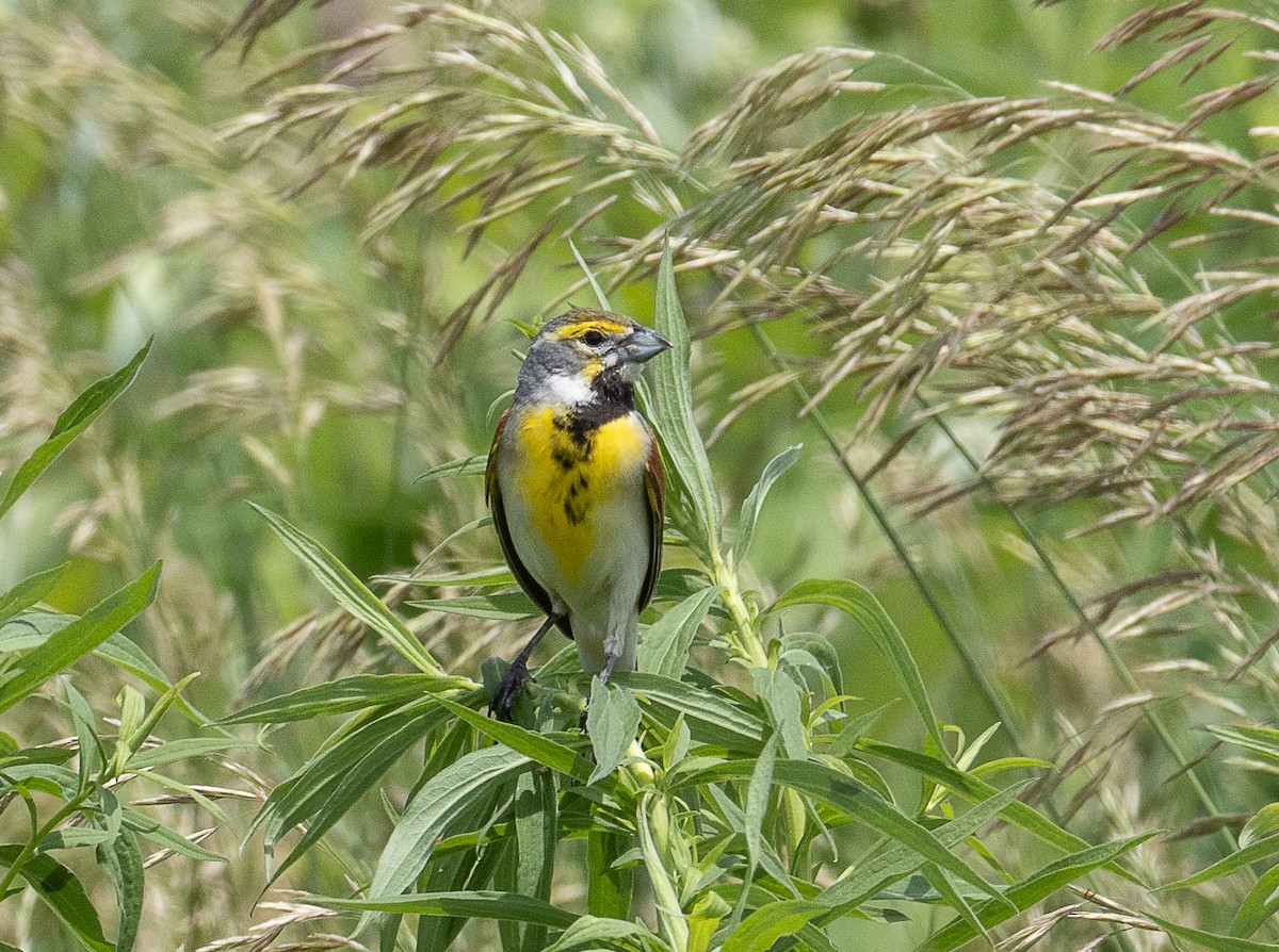 Dickcissel d'Amérique - ML620471130