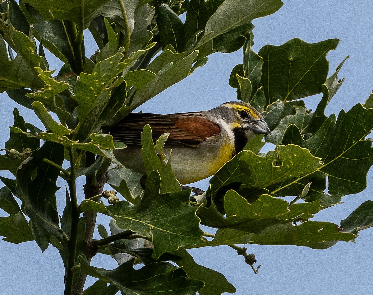 Dickcissel - ML620471132