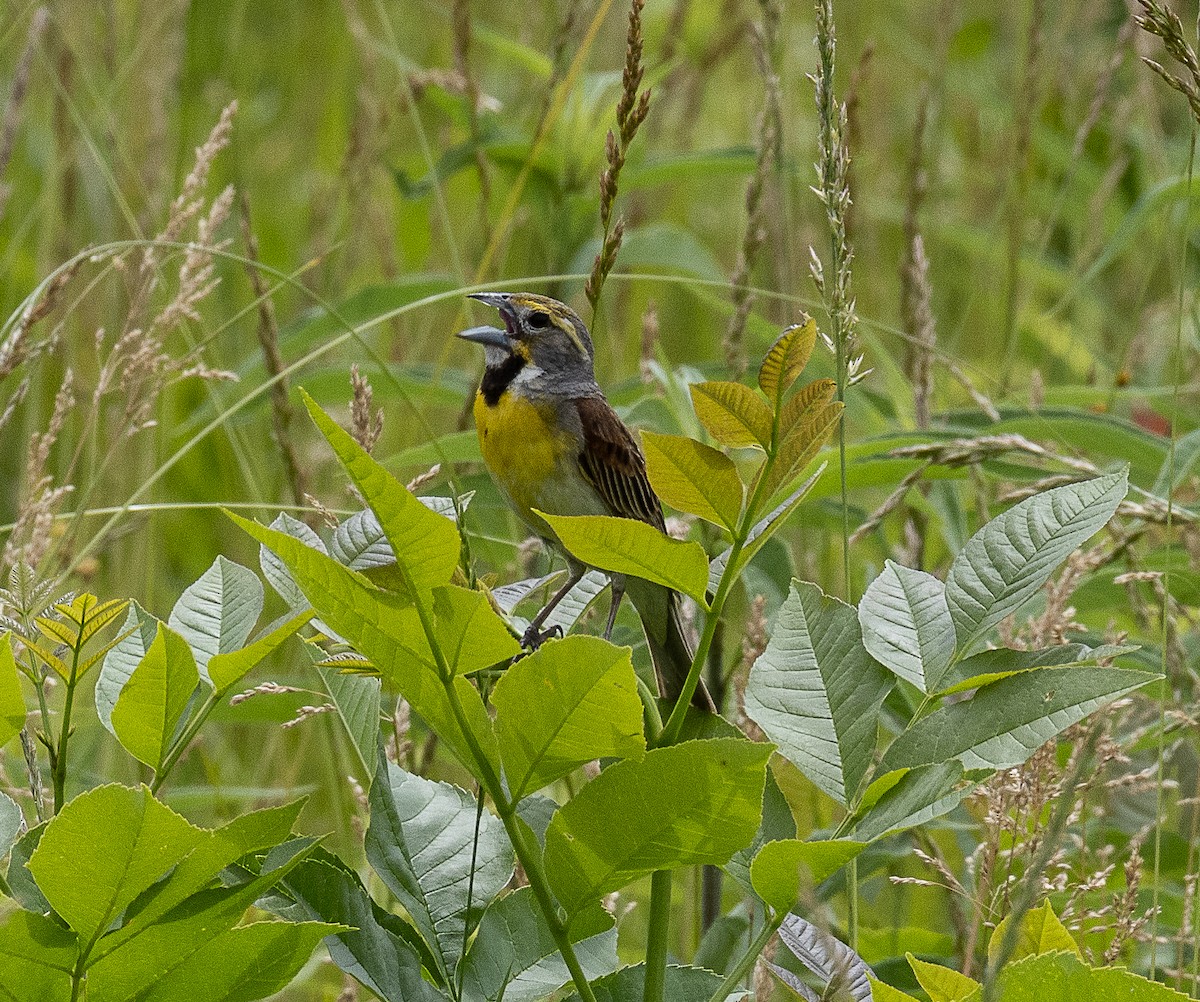 Dickcissel - ML620471136